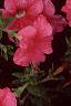 Petunia 'Dream Salmon', flowers