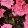 Petunia 'Dream Salmon', flowers