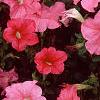 Petunia 'Dream Salmon', flowers