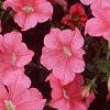 Petunia 'Dream Salmon', flowers