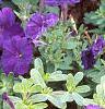 Petunia 'Fantasy Blue', flowers