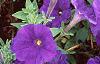 Petunia 'Fantasy Blue', flowers