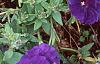 Petunia 'Fantasy Blue', flowers