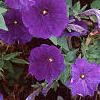 Petunia 'Fantasy Blue', flowers