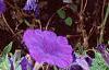 Petunia 'Fantasy Blue', flowers