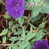 Petunia 'Fantasy Blue', flowers