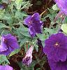 Petunia 'Fantasy Blue', flowers