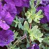 Petunia 'Fantasy Blue', flowers