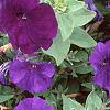 Petunia 'Fantasy Blue', flowers