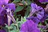 Petunia 'Fantasy Blue', flowers