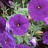 Petunia 'Fantasy Blue', flowers