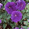 Petunia 'Fantasy Blue', flowers