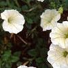 Petunia 'Fantasy Ivory', flowers