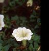 Petunia 'Fantasy Ivory', flowers