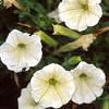 Petunia 'Fantasy Ivory', flowers