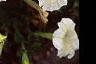 Petunia 'Fantasy Ivory', flowers