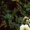 Petunia 'Fantasy Ivory', flowers