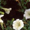 Petunia 'Fantasy Ivory', flowers