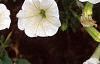 Petunia 'Fantasy Ivory', flowers