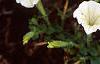 Petunia 'Fantasy Ivory', flowers