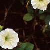 Petunia 'Fantasy Ivory', flowers