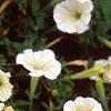 Petunia 'Fantasy Ivory', flowers
