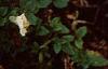 Petunia 'Fantasy Ivory', flowers