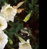 Petunia 'Fantasy Ivory', flowers