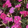 Petunia 'Fantasy Light Blue', flowers