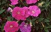 Petunia 'Fantasy Light Blue', flowers