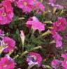 Petunia 'Fantasy Light Blue', flowers