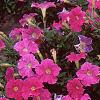 Petunia 'Fantasy Light Blue', flowers