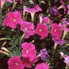 Petunia 'Fantasy Light Blue', flowers
