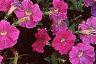 Petunia 'Fantasy Light Blue', flowers