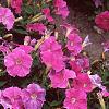 Petunia 'Fantasy Light Blue', flowers