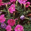 Petunia 'Fantasy Light Blue', flowers