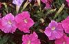 Petunia 'Fantasy Light Blue', flowers