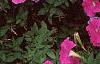 Petunia 'Fantasy Light Blue', flowers