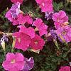Petunia 'Fantasy Light Blue', flowers