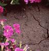 Petunia 'Fantasy Light Blue', flowers