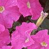 Petunia 'Fantasy Light Blue', flowers