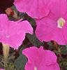 Petunia 'Fantasy Light Blue', flowers