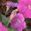 Petunia 'Fantasy Light Blue', flowers