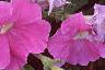 Petunia 'Fantasy Light Blue', flowers