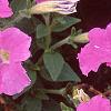 Petunia 'Fantasy Light Blue', flowers