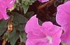 Petunia 'Fantasy Light Blue', flowers
