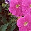 Petunia 'Fantasy Light Blue', flowers