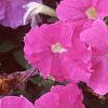 Petunia 'Fantasy Light Blue', flowers