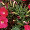 Petunia 'Fantasy Pink', habit