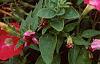 Petunia 'Fantasy Pink', habit